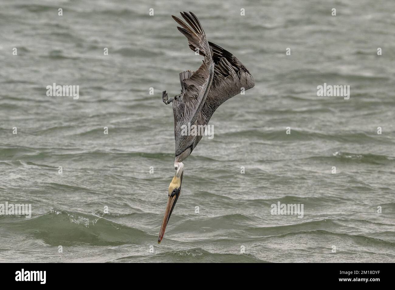 Pellicano bruno, Pelecanus occidentalis, pesca subacquea ripida in acqua di mare profonda, in inverno. Texas. Foto Stock