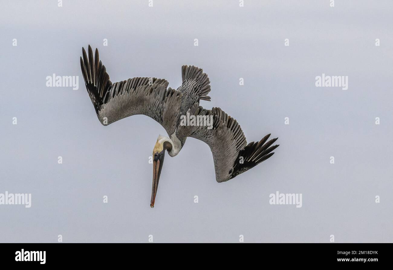 Pellicano bruno, Pelecanus occidentalis, pesca subacquea ripida in acqua di mare profonda, in inverno. Texas. Foto Stock