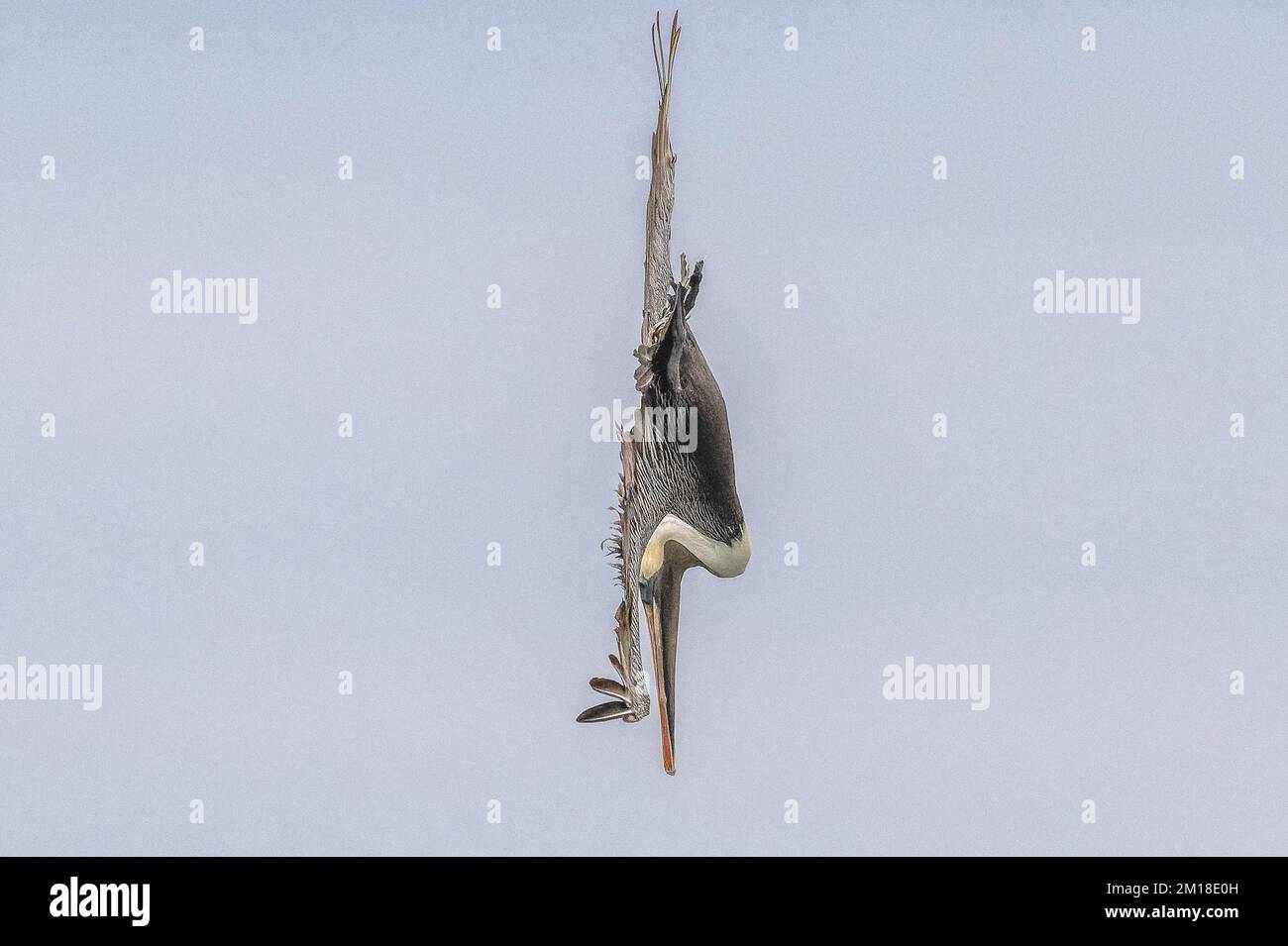 Pellicano bruno, Pelecanus occidentalis, pesca subacquea ripida in acqua di mare profonda, in inverno. Texas. Foto Stock