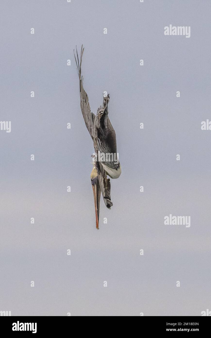 Pellicano bruno, Pelecanus occidentalis, pesca subacquea ripida in acqua di mare profonda, in inverno. Texas. Foto Stock