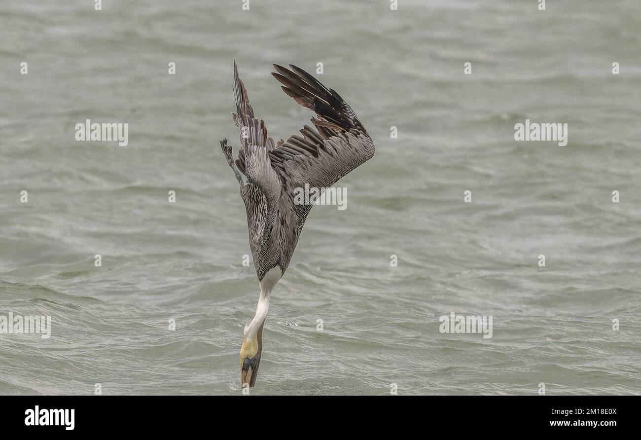 Pellicano bruno, Pelecanus occidentalis, pesca subacquea ripida in acqua di mare profonda, in inverno. Texas. Foto Stock