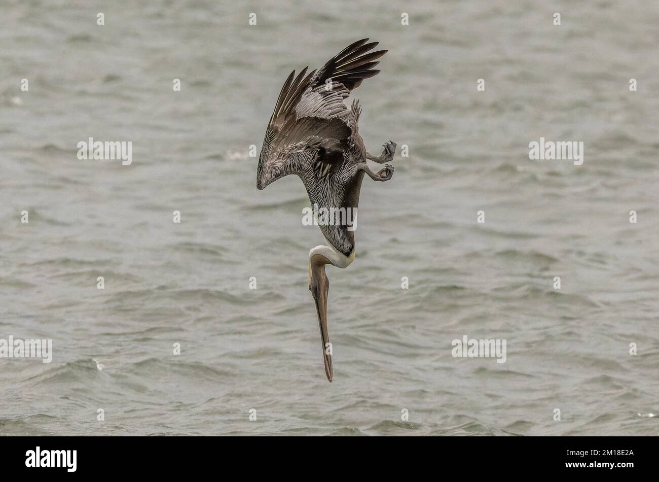 Pellicano bruno, Pelecanus occidentalis, pesca subacquea ripida in acqua di mare profonda, in inverno. Texas. Foto Stock