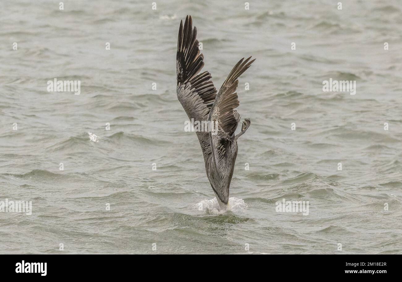 Pellicano bruno, Pelecanus occidentalis, pesca subacquea ripida in acqua di mare profonda, in inverno. Texas. Foto Stock