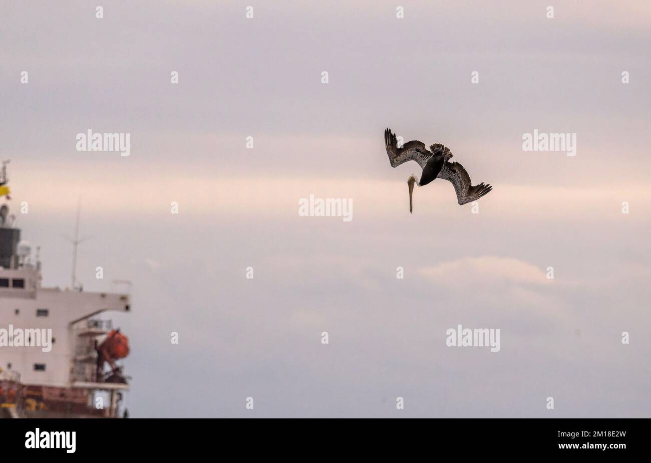 Pellicano bruno, Pelecanus occidentalis, pesca subacquea ripida in acque profonde, vicino alla barca, in inverno. Texas. Foto Stock