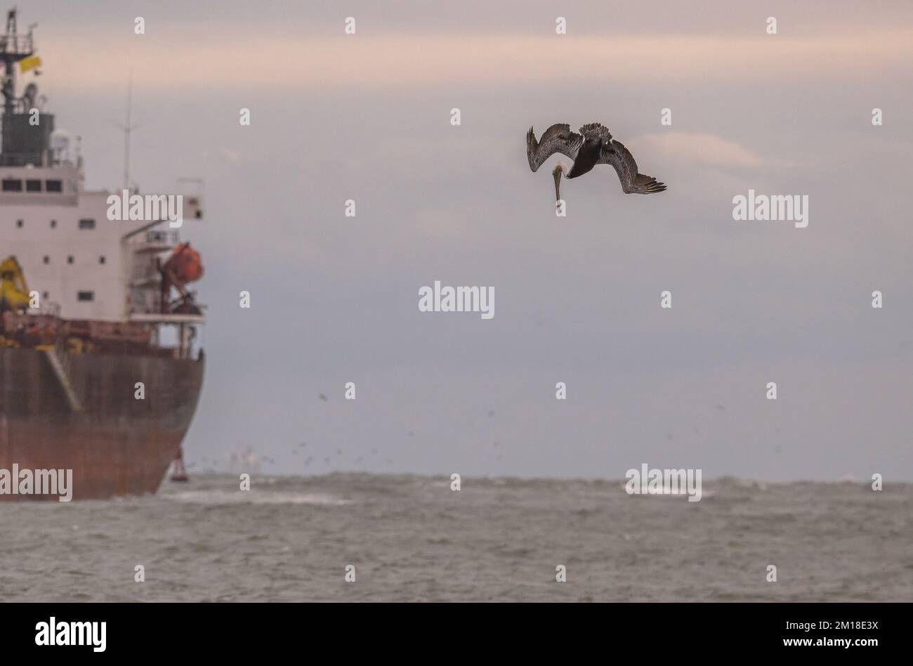 Pellicano bruno, Pelecanus occidentalis, pesca subacquea ripida in acque profonde, vicino alla barca, in inverno. Texas. Foto Stock