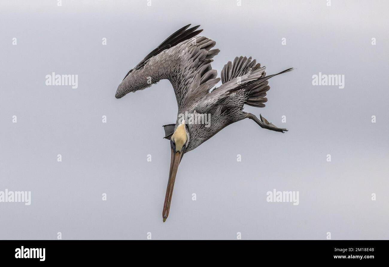 Pellicano bruno, Pelecanus occidentalis, pesca subacquea ripida in acqua di mare profonda, in inverno. Texas. Foto Stock
