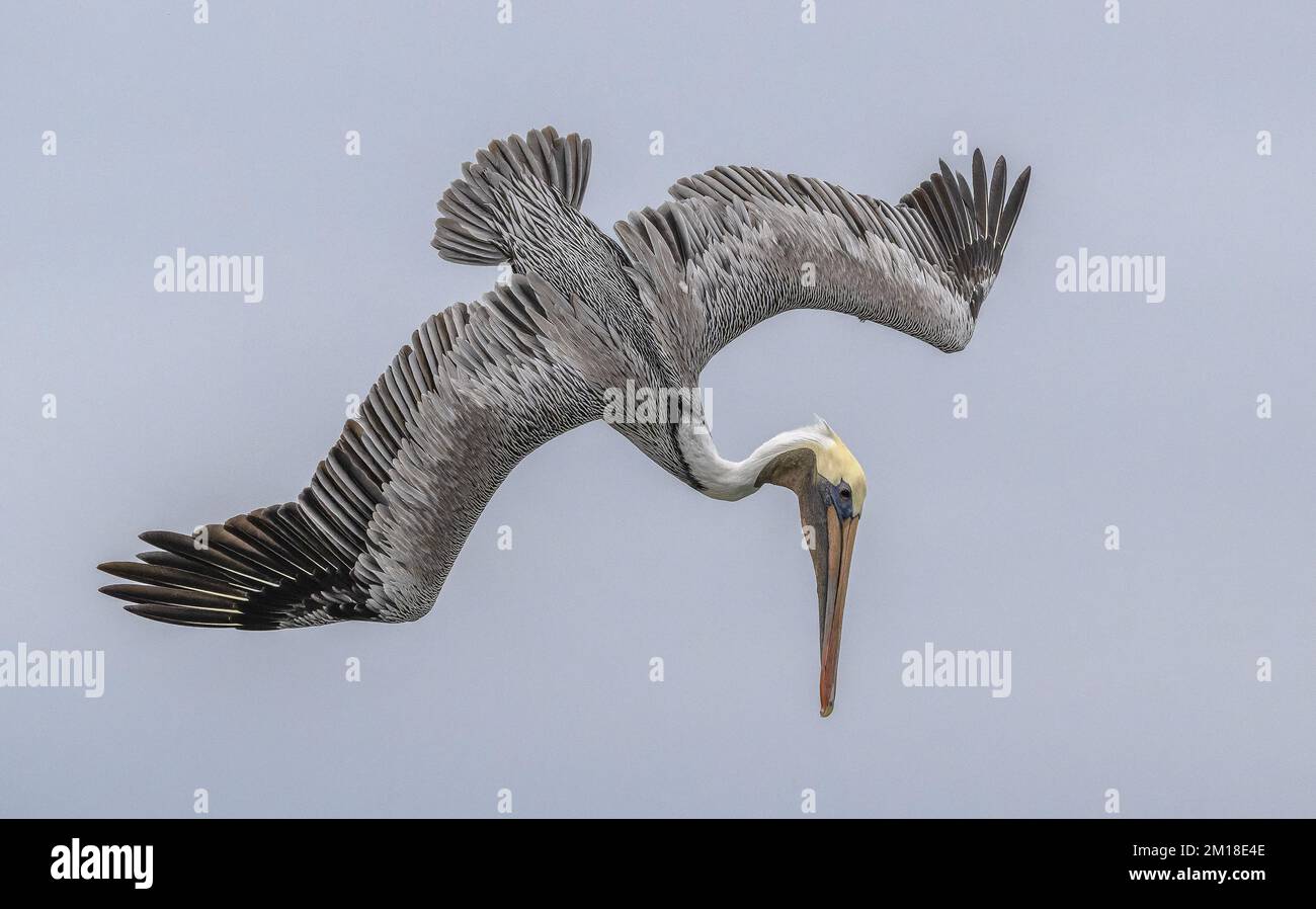 Pellicano bruno, Pelecanus occidentalis, pesca subacquea ripida in acqua di mare profonda, in inverno. Texas. Foto Stock