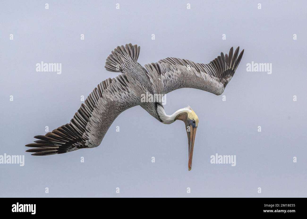 Pellicano bruno, Pelecanus occidentalis, pesca subacquea ripida in acqua di mare profonda, in inverno. Texas. Foto Stock
