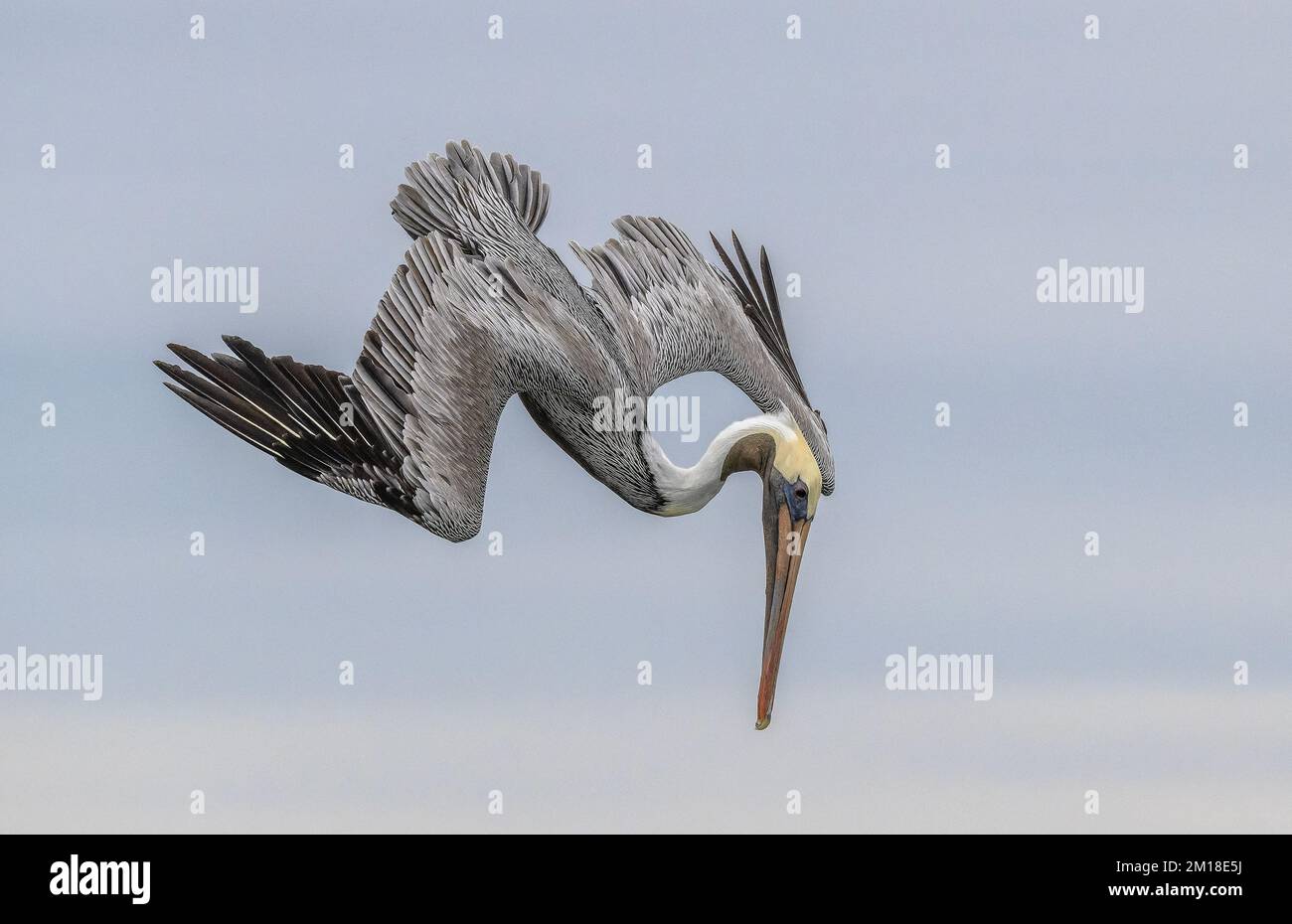 Pellicano bruno, Pelecanus occidentalis, pesca subacquea ripida in acqua di mare profonda, in inverno. Texas. Foto Stock