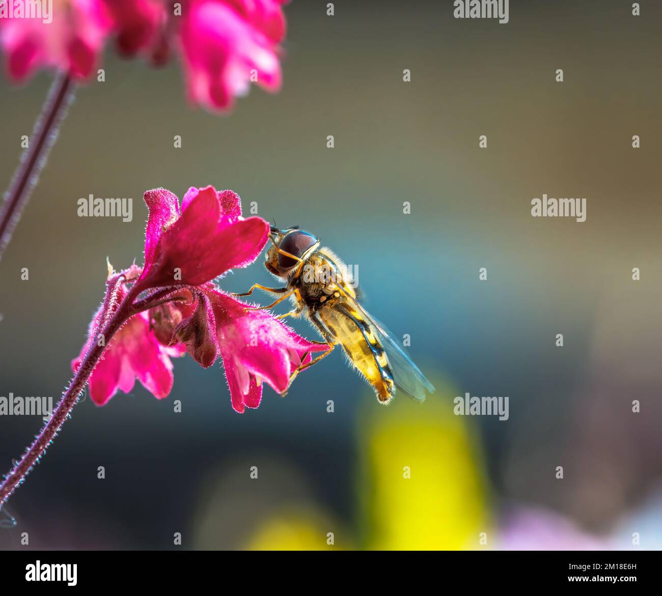 Macro di una sorvola su una fioritura di fiori di heuchera rossa Foto Stock
