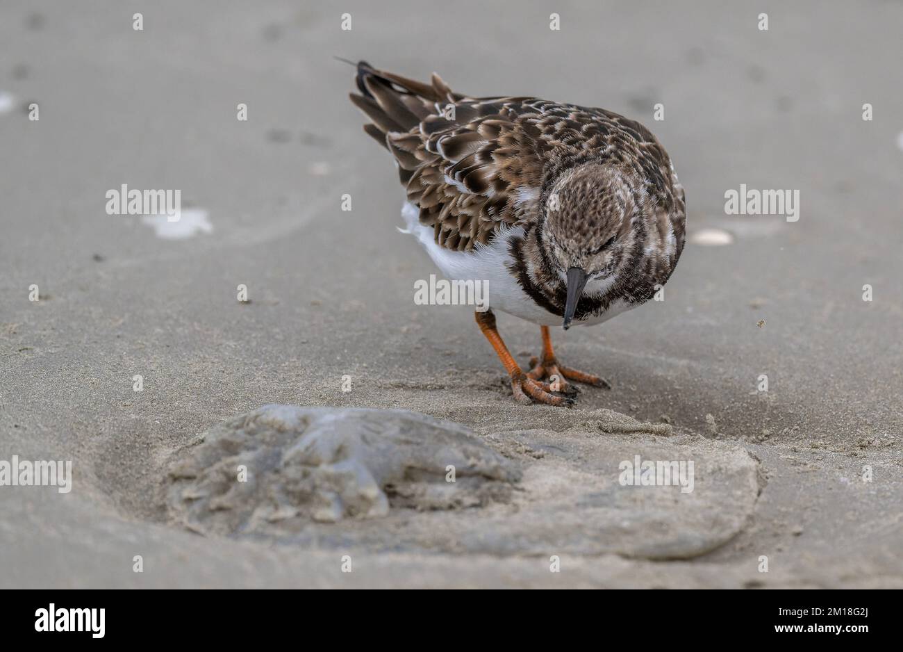 Turnstone, Arenaria interpres, in inverno precipita, nutrirsi di meduse di Luna lavate, Aurelia aurita, su spiaggia sabbiosa. Texas. Foto Stock