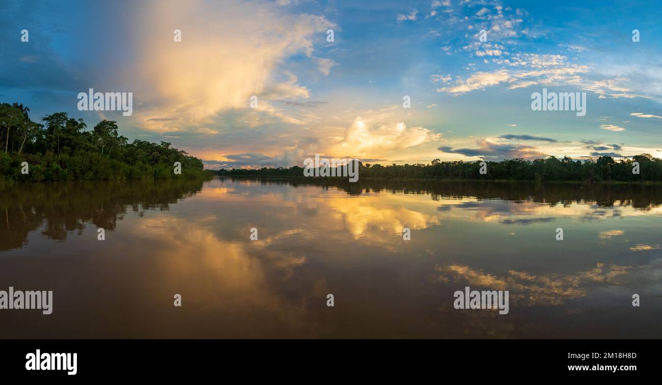 Amazonia - muro di verde foresta tropicale della giungla amazzonica, verde inferno della Amazonia. Selva al confine tra Brasile e Perù. Fiume Yavari in J Foto Stock
