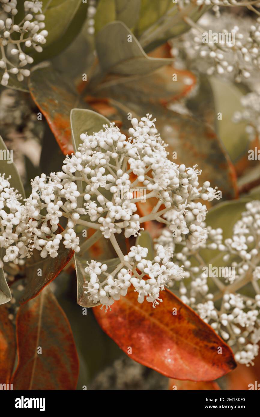 Un primo piano verticale di fiori di viburno bianco fiorente su un cespuglio Foto Stock