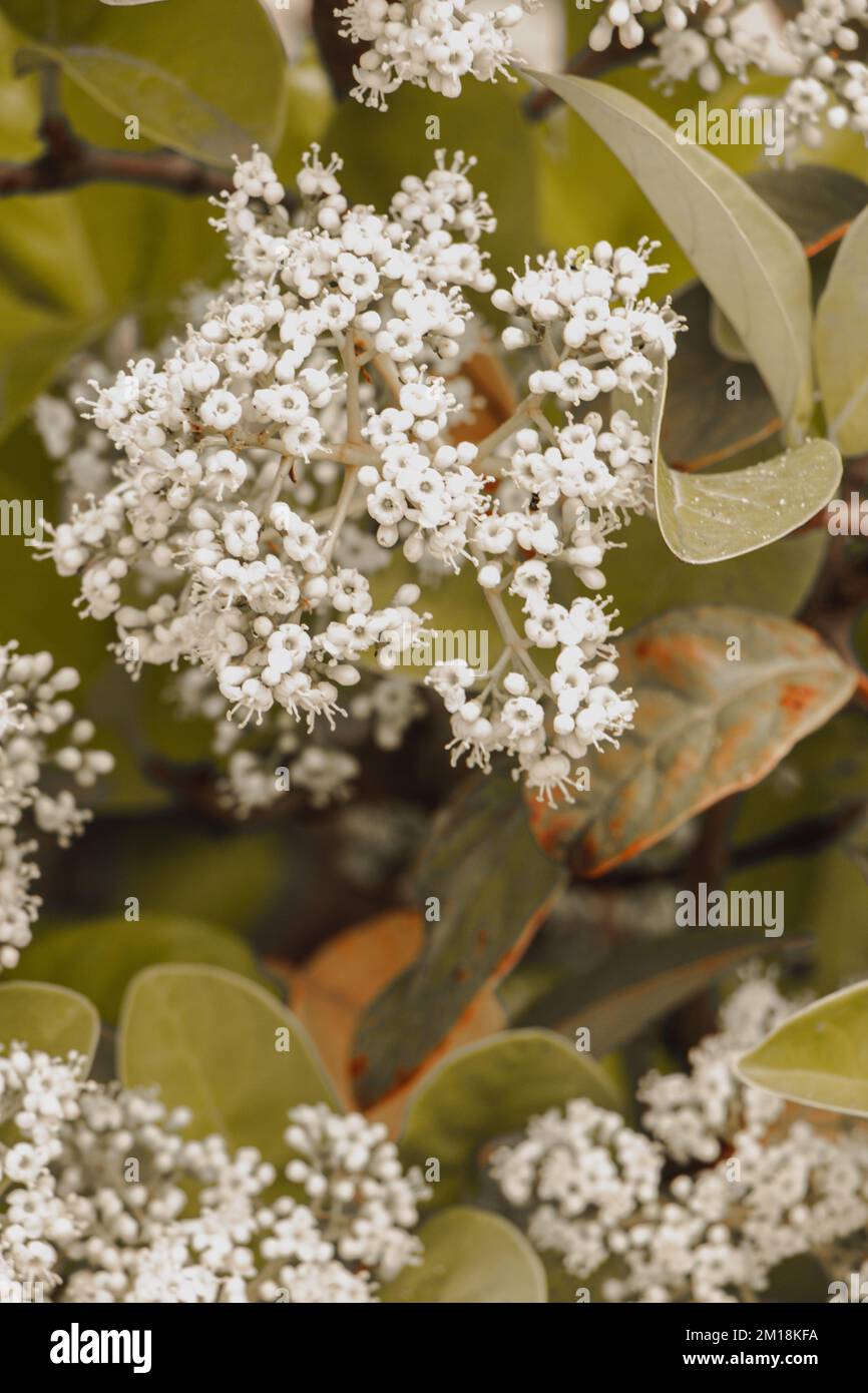 Un primo piano verticale di fiori di viburno bianco fiorente su un cespuglio Foto Stock