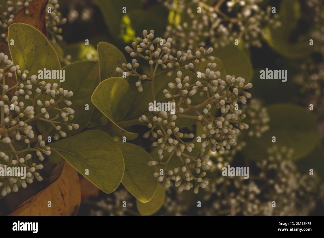 Un primo piano di fiori bianchi fioriti viburnum su un cespuglio Foto Stock