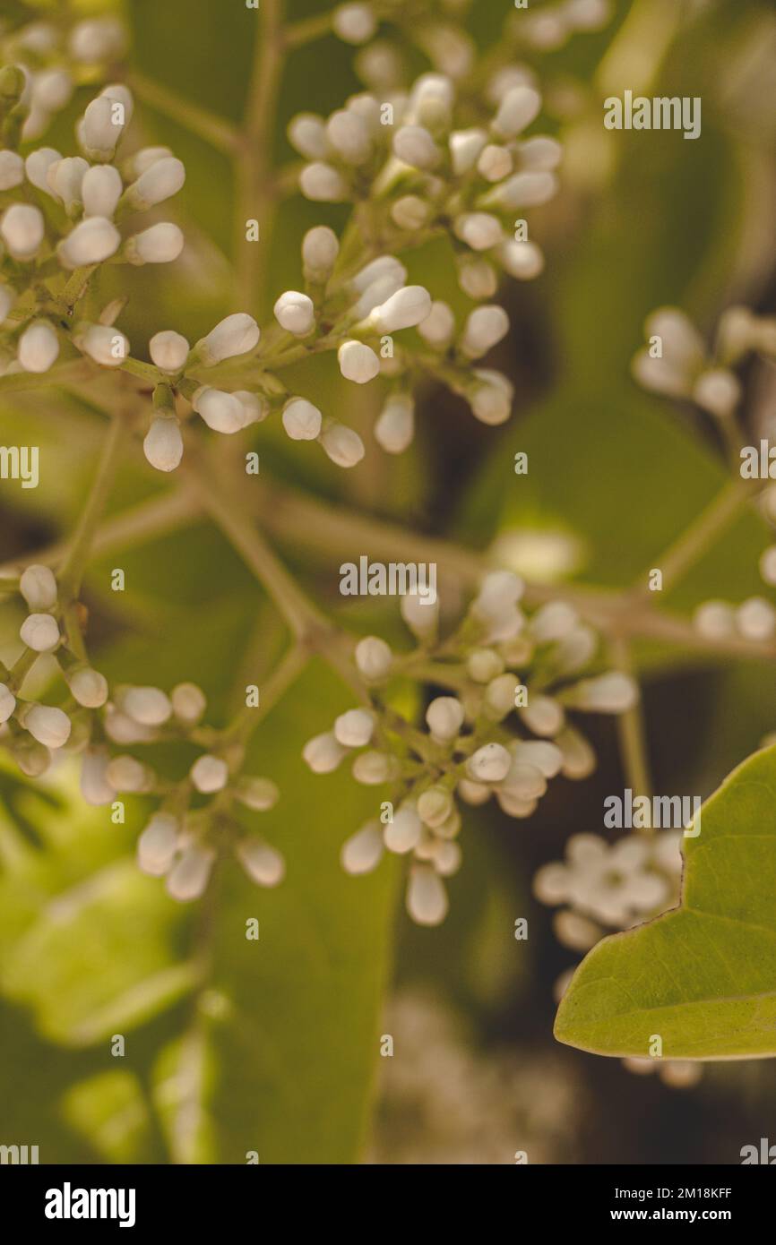 Un primo piano verticale di fiori di viburno bianco fiorente su un cespuglio Foto Stock