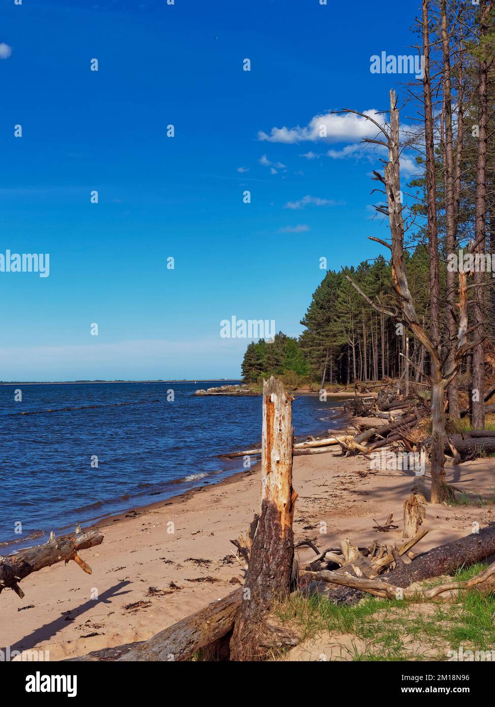 Danni da tempesta tra gli alberi di pino della Foresta di Tentsluir con Trunks scheggiato e alberi caduti attraverso la stretta spiaggia di sabbia. Foto Stock