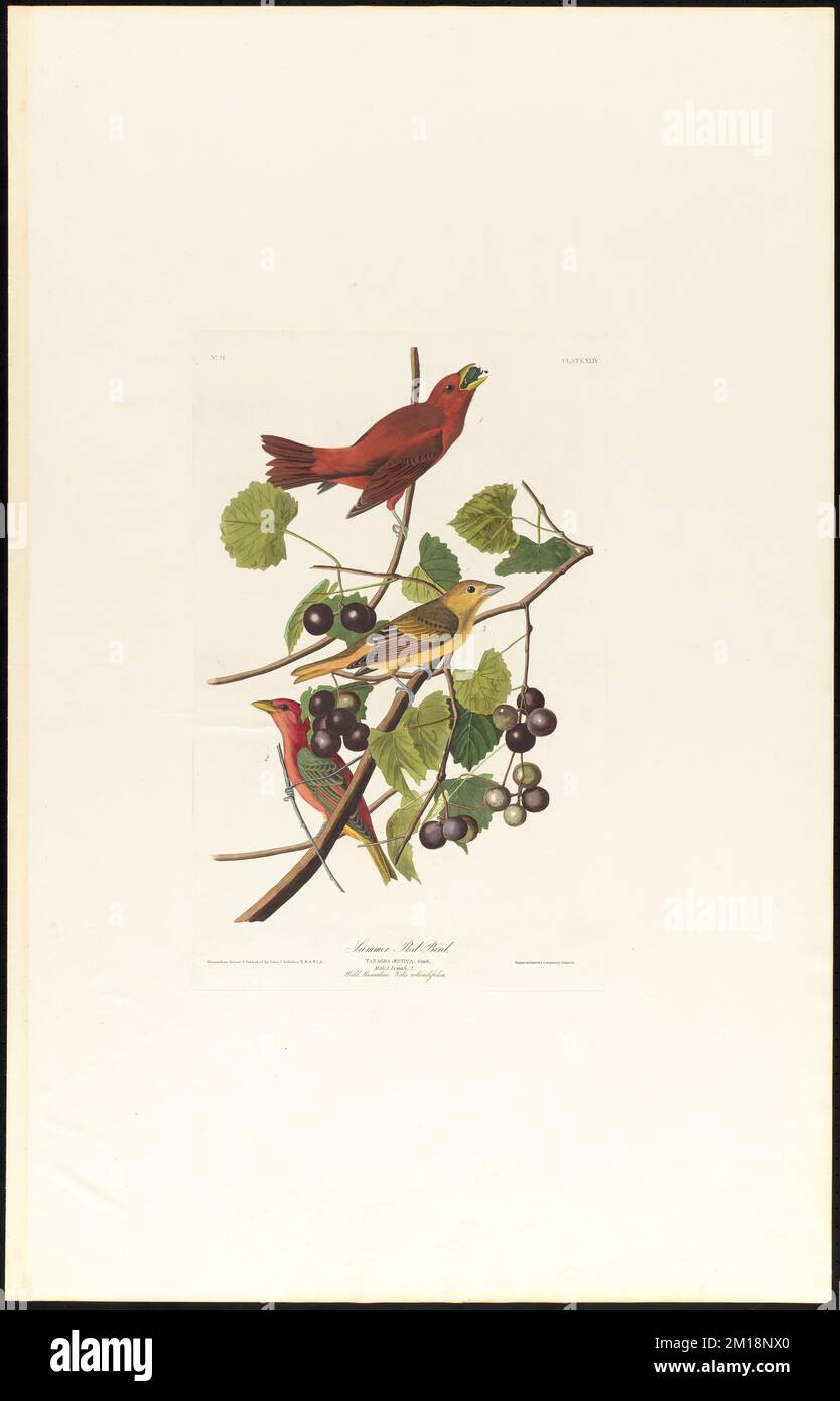Uccello rosso estivo : Tanagra æstiva, Gmel. Maschio, 1. Femmina, 2. Muscadina selvatica. Vitis rotundifolia. c.1 v.1 piatto 44, Uccelli, vitigni, Tangara, uva Muscadine. Gli uccelli d'America - da disegni originali di John James Audubon Foto Stock