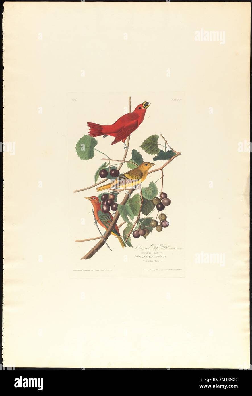 Uccello rosso estivo : maschio vecchio, 1. Giovani, 2. F, 3. Tanagra Æstiva. Pianta vulgo. Muscadina selvatica. Vitis rotundifolia. c.2 v.1 piatto 44, Uccelli, vitigni, Tangara, uva Muscadine. Gli uccelli d'America - da disegni originali di John James Audubon Foto Stock