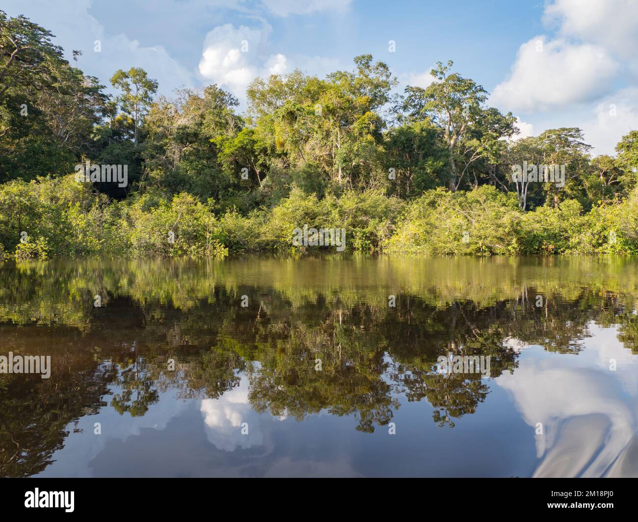 Vista della giungla verde sulla riva della laguna nella foresta pluviale amazzonica, inferno verde di Amazonia. Selva al confine tra Brasile e Perù. America del Sud Foto Stock
