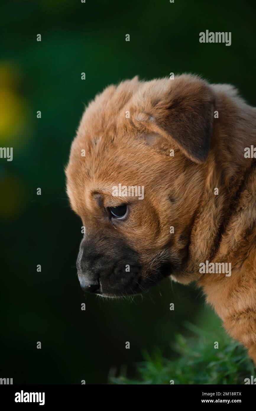 Guarda da vicino un simpatico cucciolo, guarda da vicino con un bellissimo sfondo sfocato Foto Stock