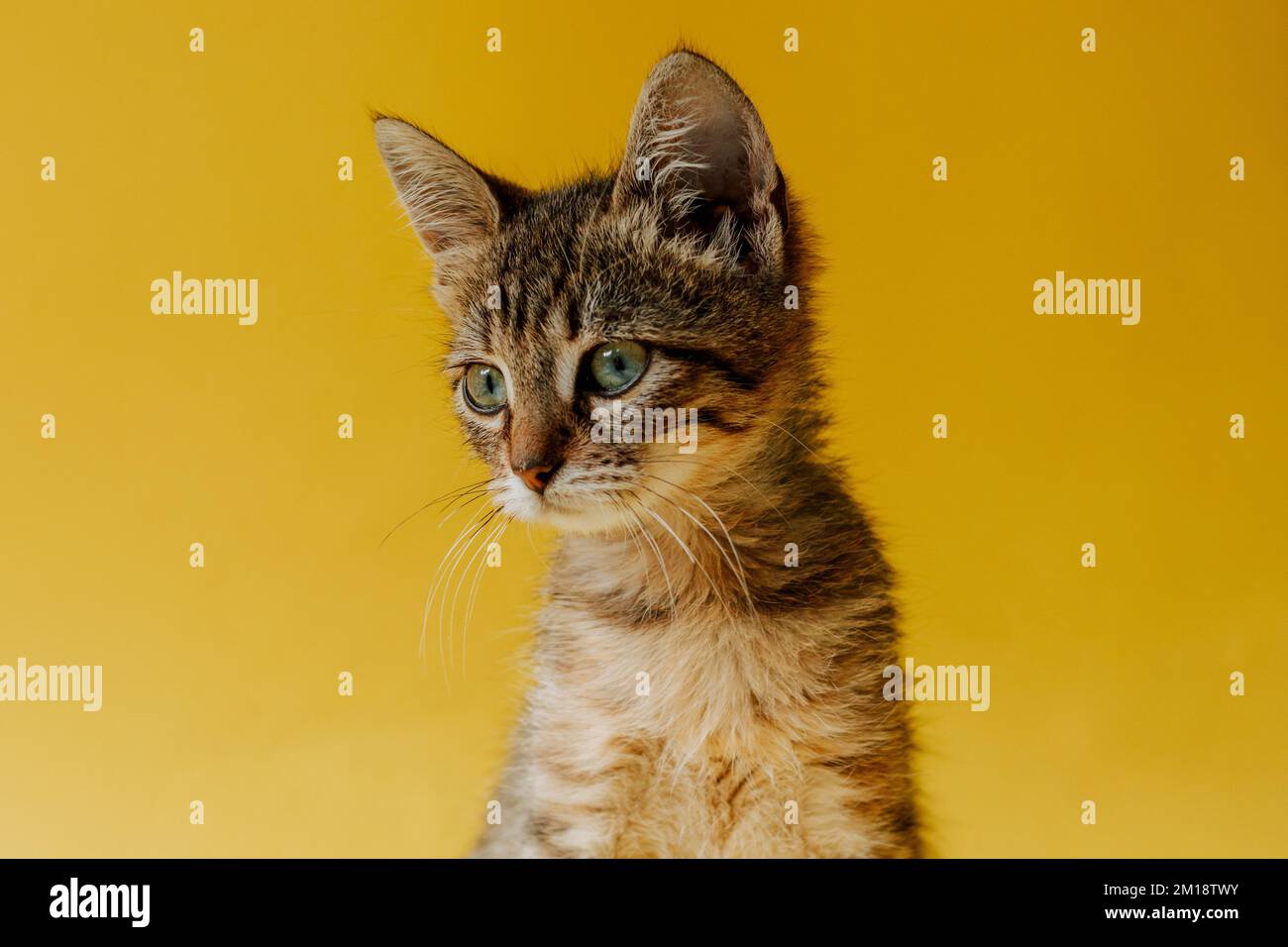 Ritratto di un gatto a righe su sfondo giallo. Il gattino guarda l'oggetto. Spazio di copia. Banner con animale. Foto Stock