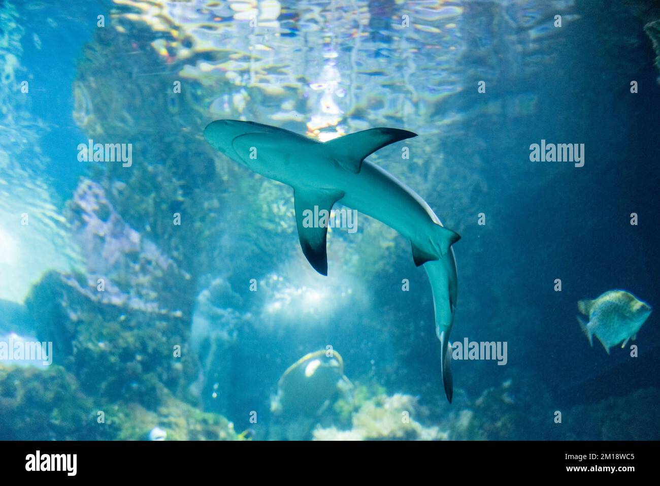Un squalo galleggianti in mare, subacquea SEA LIFE Foto Stock
