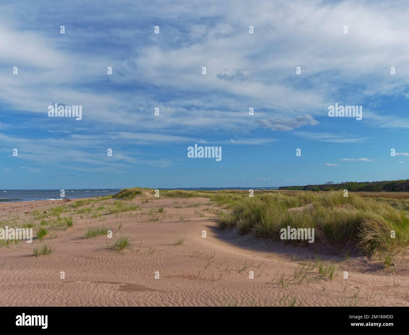 Guardando verso sud lungo le dune coperte di erba a Tentsmuir Point con increspature di sabbia intagliate in loro dai venti prevalenti. Foto Stock