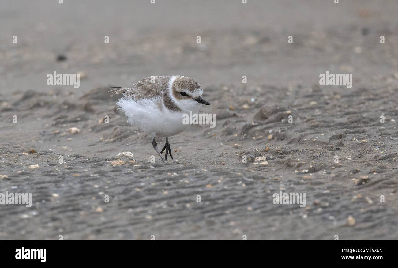 Il plover innevato, Charadrius nivosus, nutrirsi lungo la costa in inverno, Golfo del Messico. Foto Stock