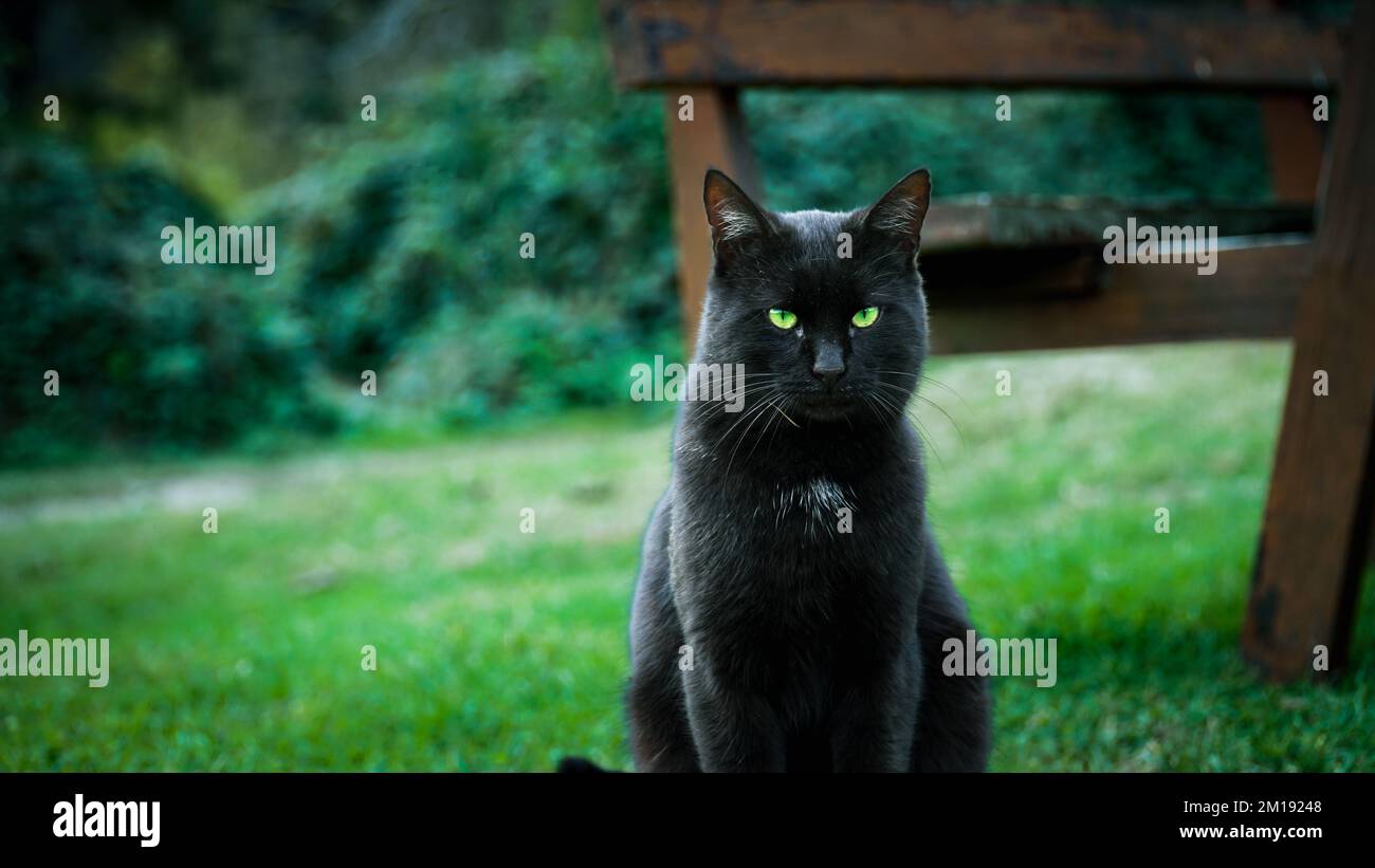 Gatto nero randagio con occhi verdi, in posa per la macchina fotografica, seduto sull'erba nel parco. Ritratto di gatto nero. Foto Stock