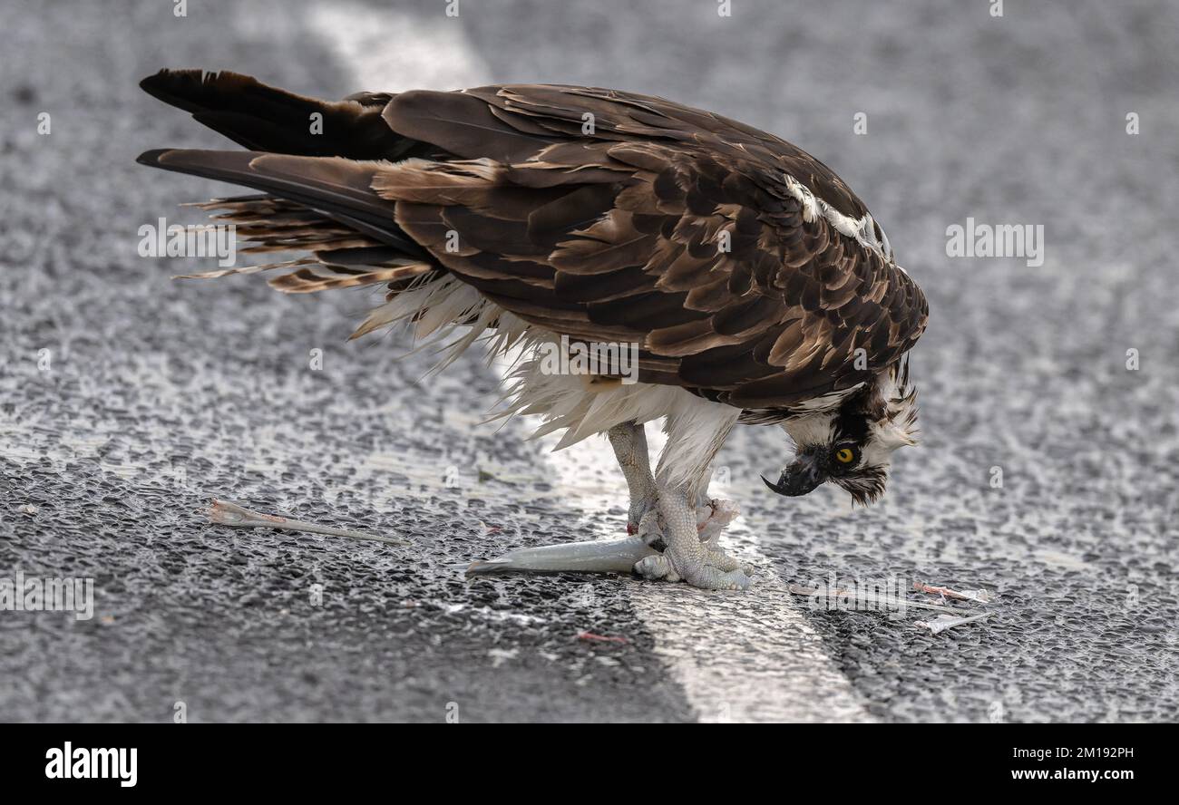 Osprey, Pandion haliaetus, nutrirsi in un parcheggio coperto il giorno ventoso inverno, South Padre, Texas. Foto Stock