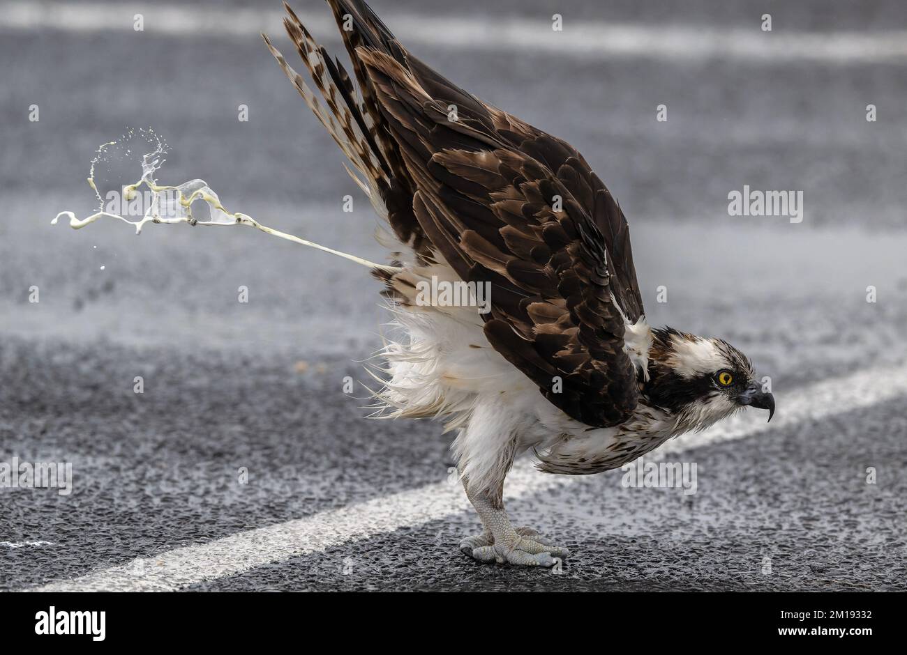 Osprey, Pandion haliaetus, defaecating dopo aver nutrito in parcheggio coperto il giorno ventoso inverno, South Padre, Texas. Foto Stock