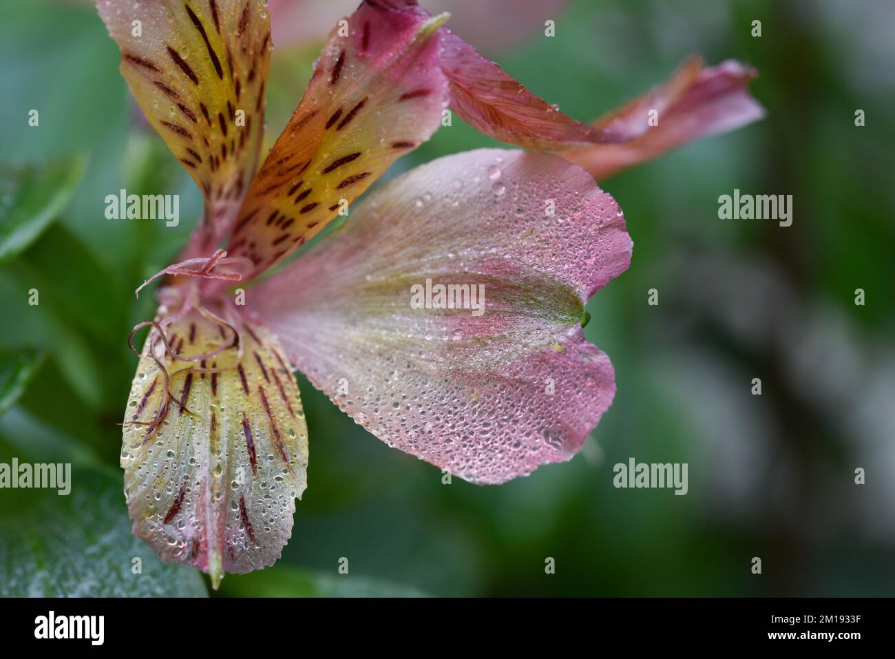 Gocce di mattina gelide su una pianta di Alstroemeria Foto Stock