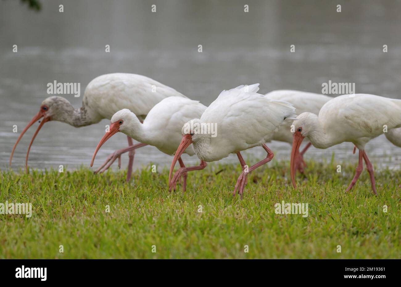 Gruppo di American White ibis, Eudocimus albus, nutrirsi in praterie umide, Texas. Foto Stock