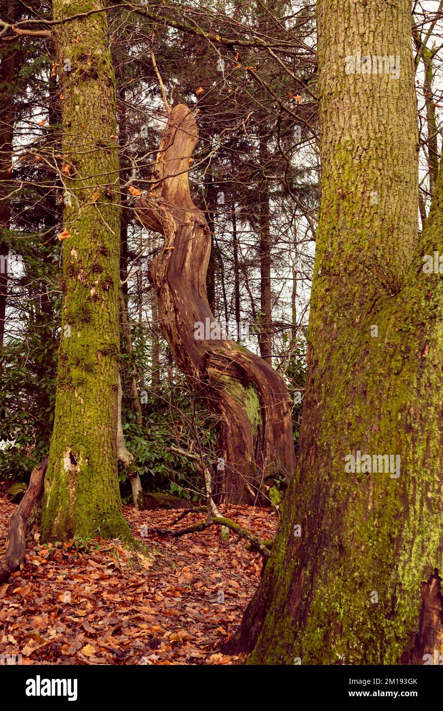 Albero incorniciato da alberi Balloch Scozia Foto Stock