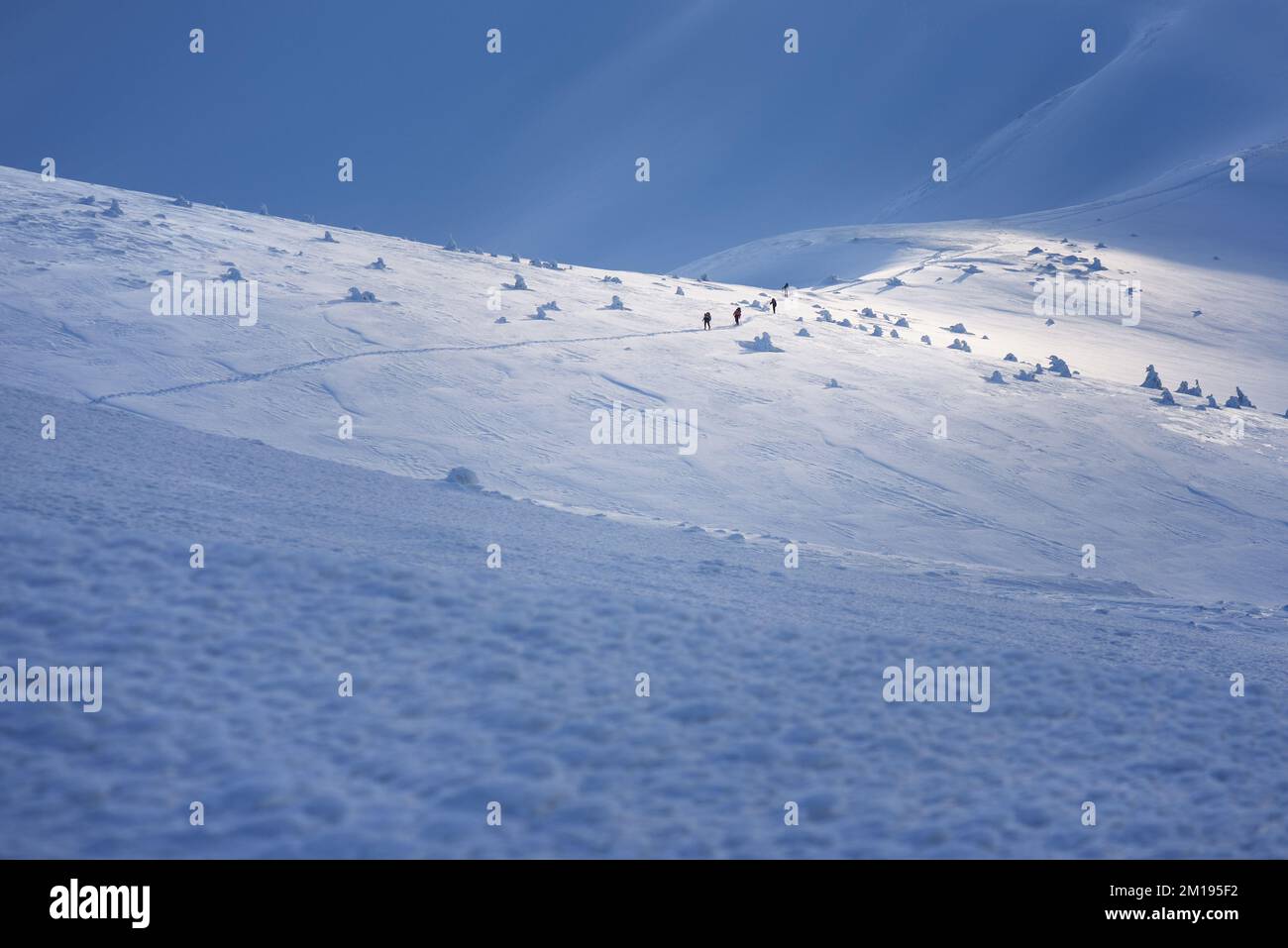 Un gruppo di turisti in una passeggiata invernale in montagna con zaini attraverso un campo innevato Foto Stock