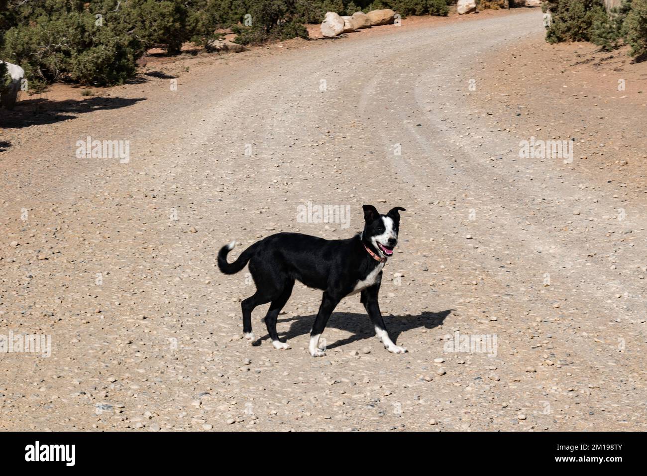 Cucciolo bianco e nero che corre su una strada di ghiaia, preso dal lato Foto Stock