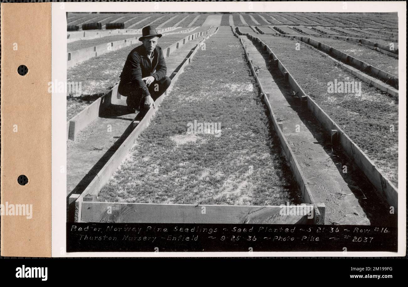 Thurston Nursery, Norway Abete or Red Pine Seedlings, Seed planted May 21, 1936, Row #16, Enfield, Mass., 25 settembre 1936 : Parcel no 289-25 , opere d'acqua, serbatoi strutture di distribuzione dell'acqua, silvicoltura, vivai orticoltura Foto Stock