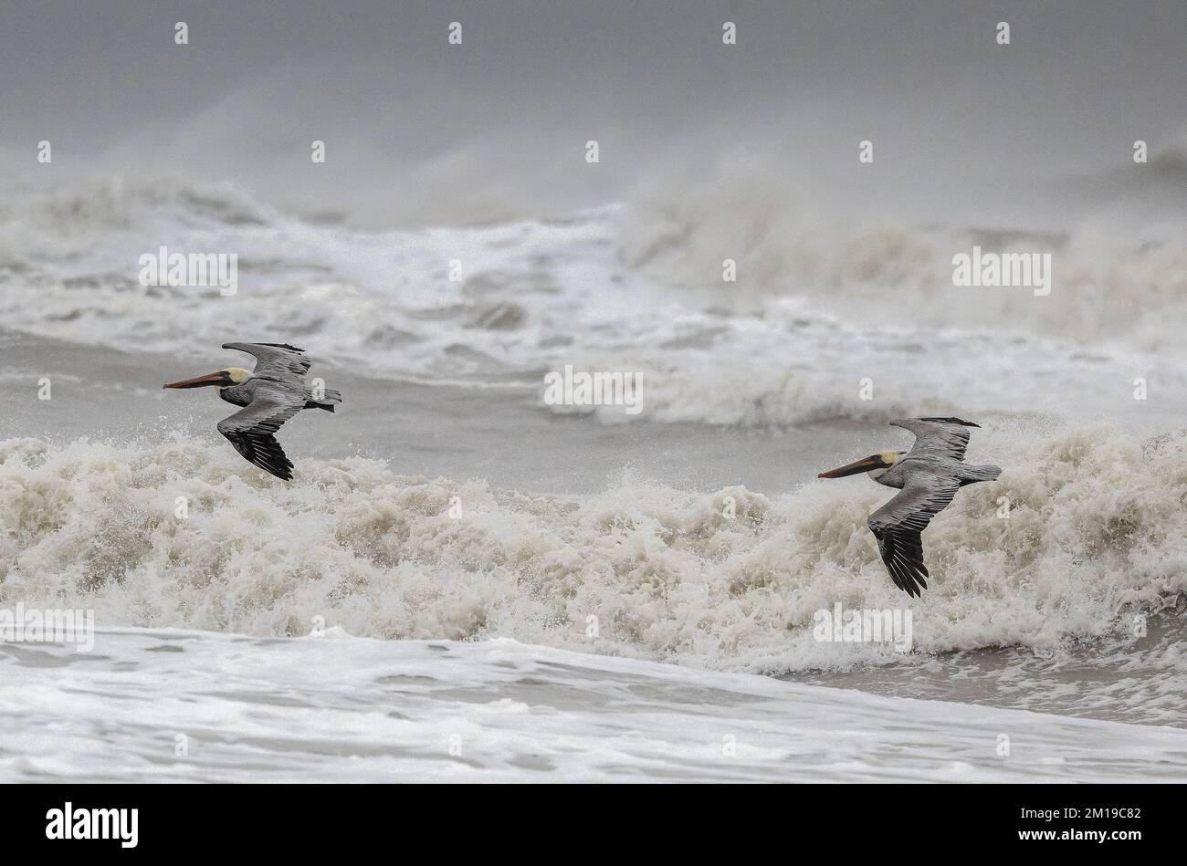Pelicani marroni, Pelecanus occidentalis, volando sopra i mari accidentati nel Golfo del Messico, Texas meridionale, dopo le galee invernali. Foto Stock