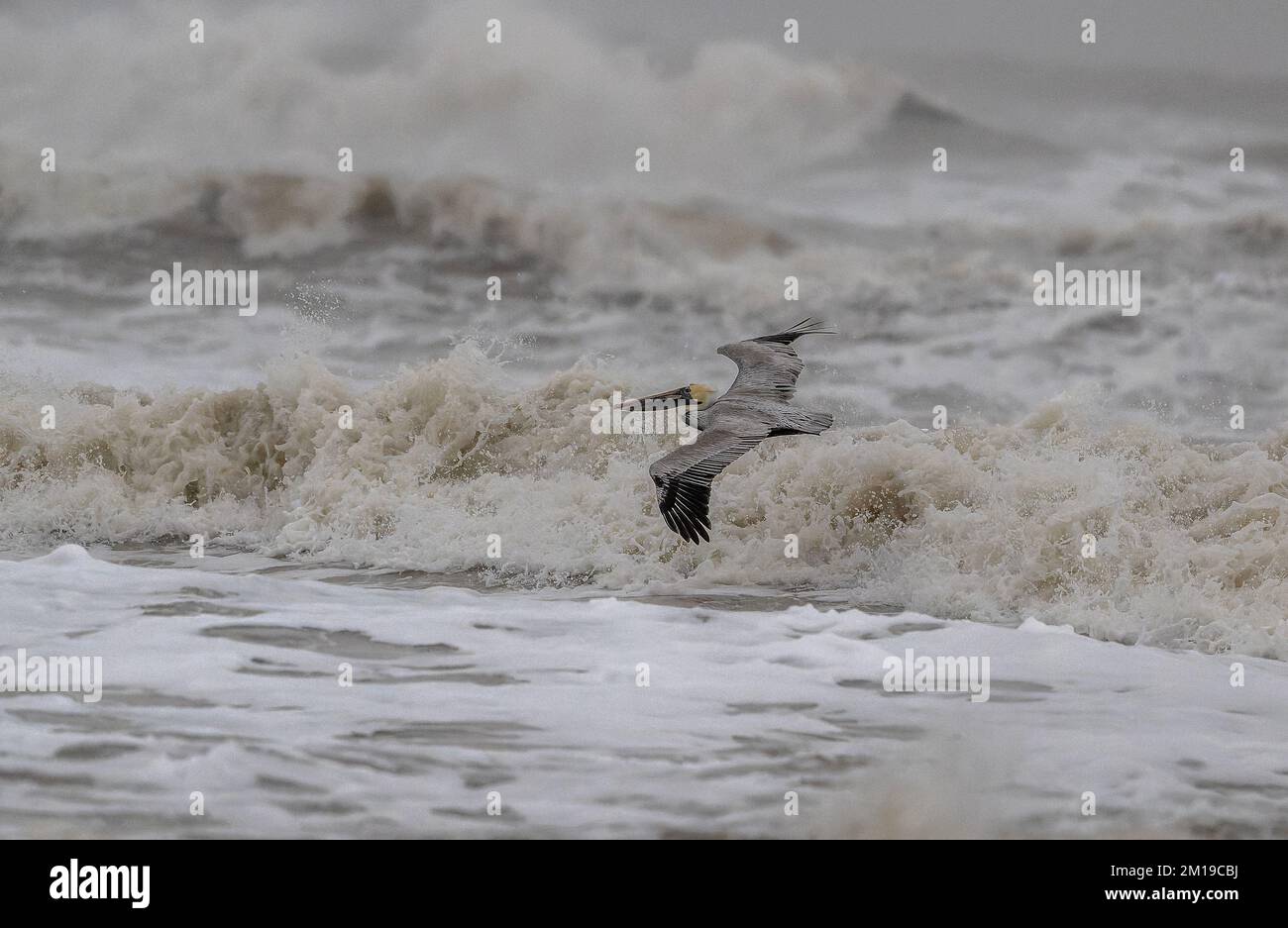 Pellicano marrone, Pelecanus occidentalis, che sorvola i mari accidentati del Golfo del Messico, Texas meridionale, dopo le galee invernali. Foto Stock