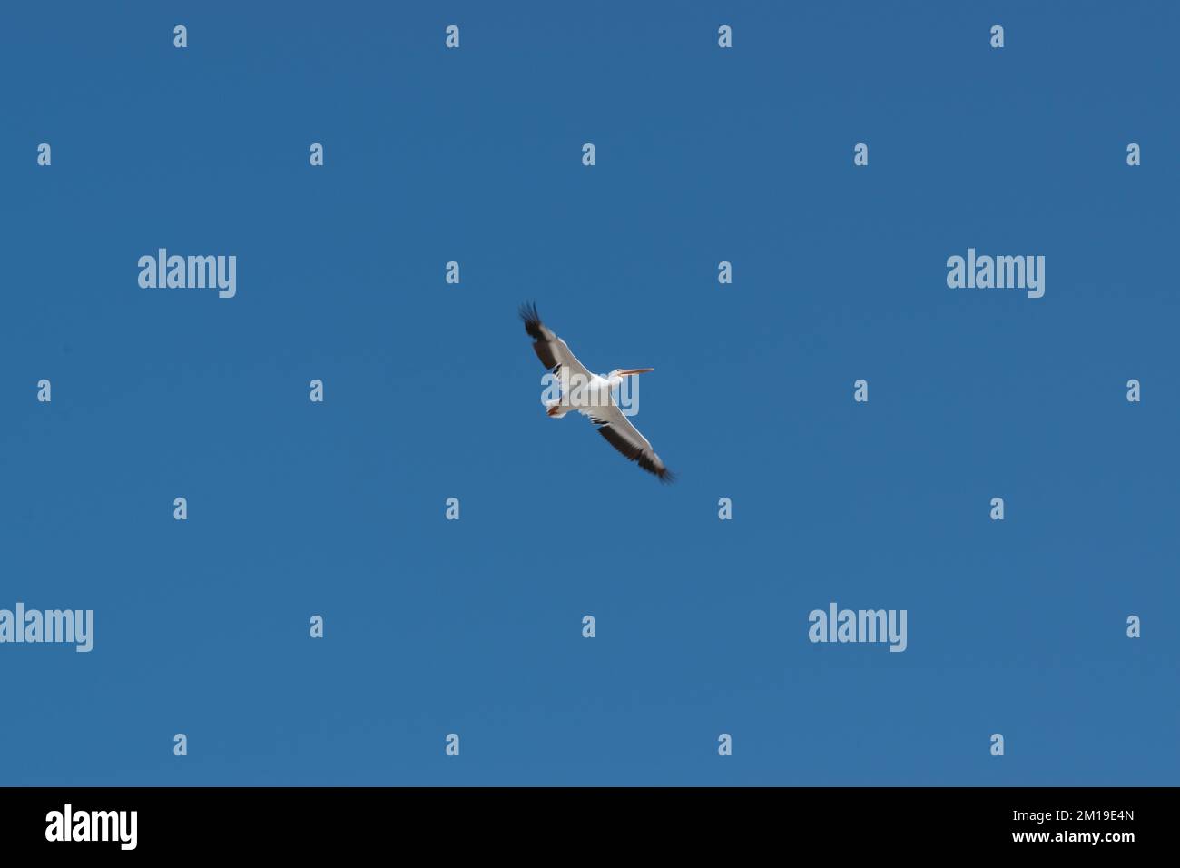 White Pelican Flying High nel cielo blu brillante, preso dal basso Foto Stock