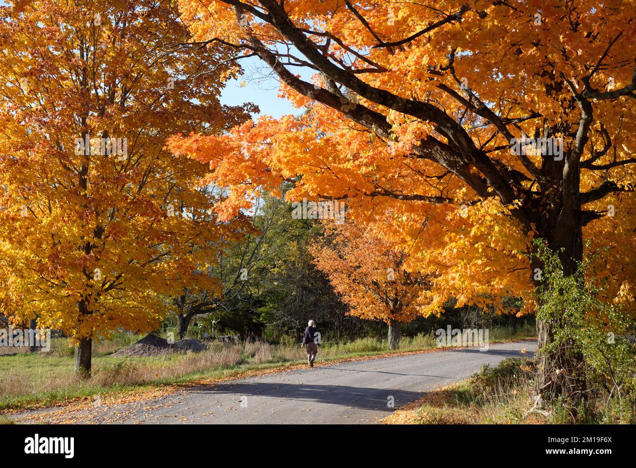 Un passeggino cammina lungo una strada di campagna in East Montpelier, Vermont, al culmine della stagione fogliare autunnale, Vermont, USA. Foto Stock