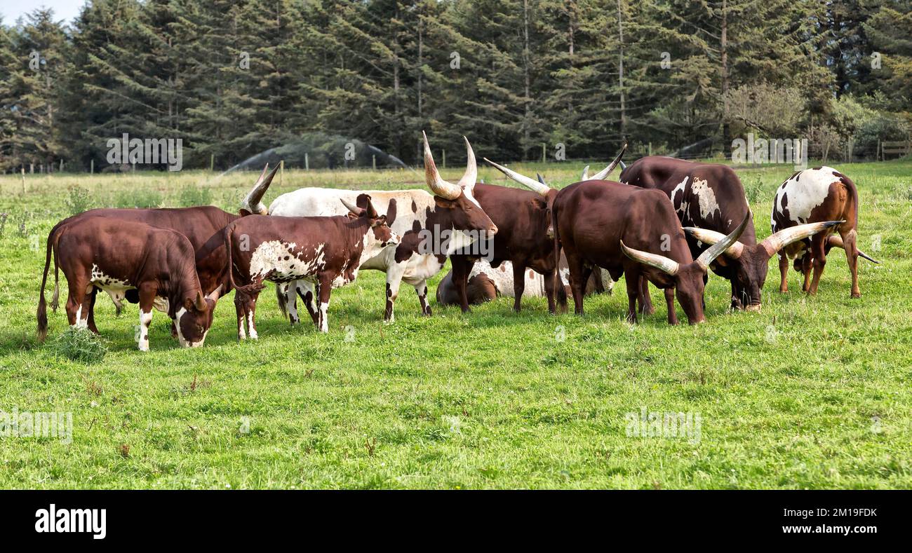 Mucche, vitelli e toro 'Bos taurus' pascolo verde Ankole-Watusi, Sitka Spruce, California. Foto Stock