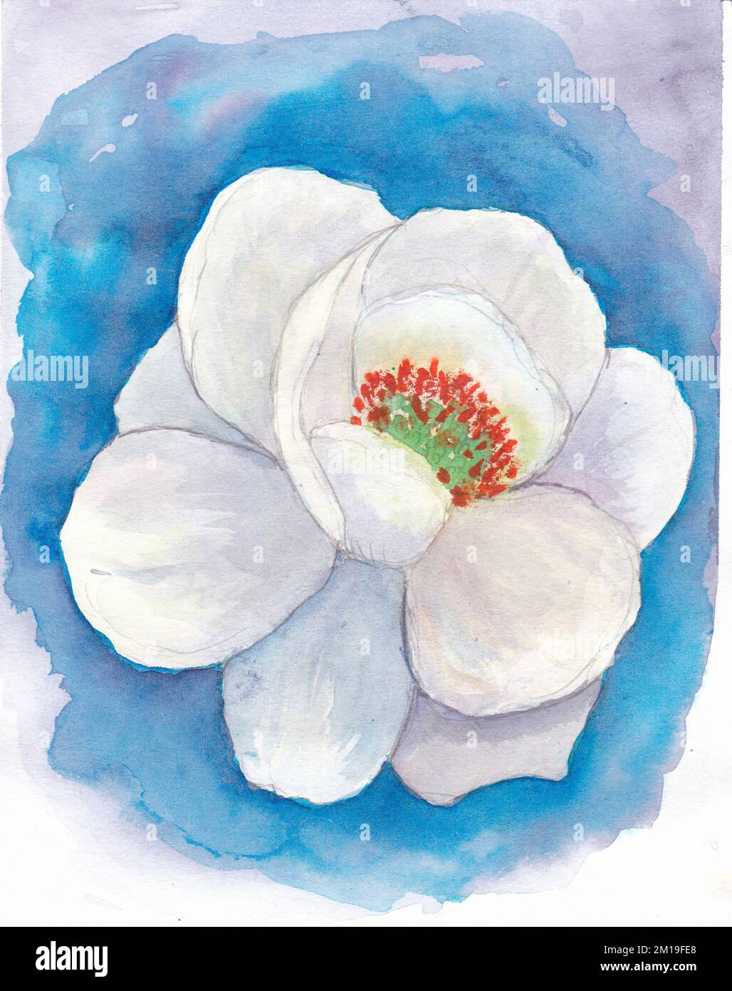 Fiore bianco di magnolia su sfondo blu. Disegno acquerello. Verniciatura disegno a mano. Disegnato a mano Foto Stock