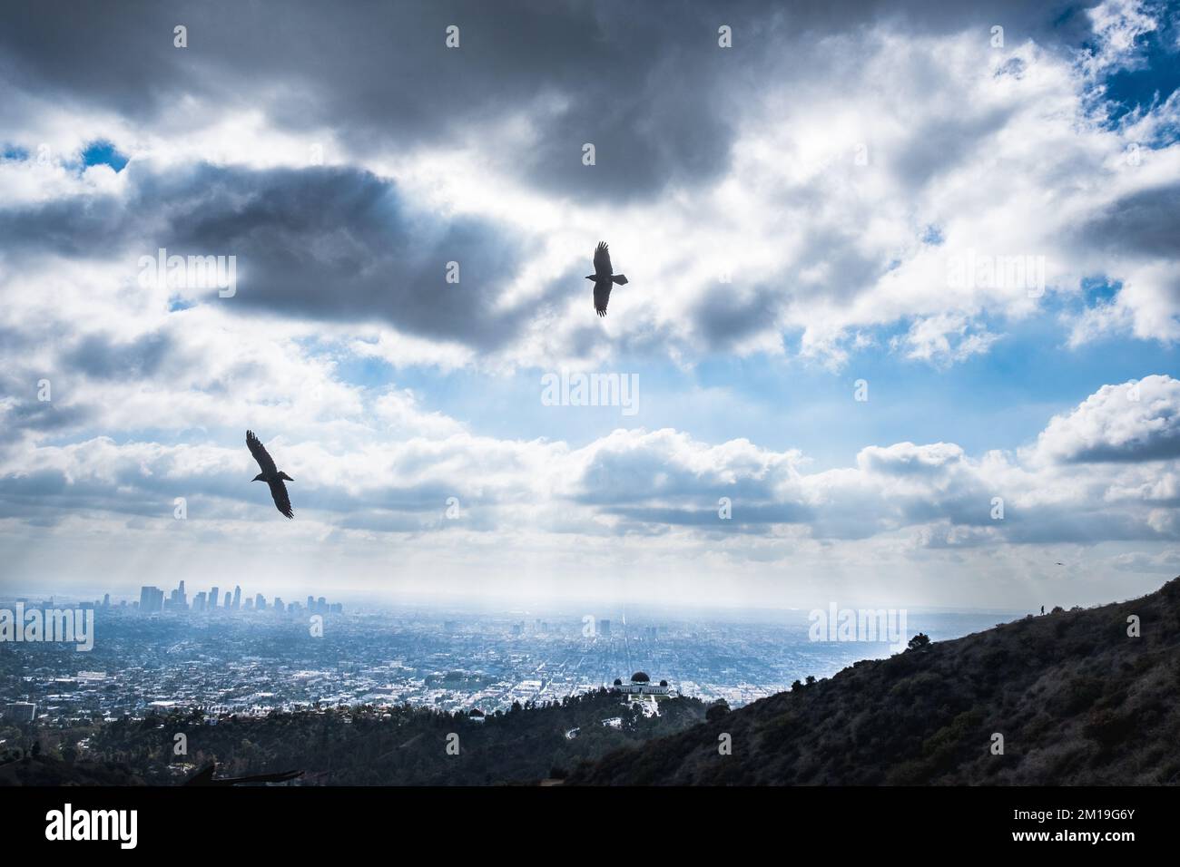 Vista mozzafiato degli uccelli che si stagliano sopra il centro di Los Angeles, CA, presa dal Griffith Park; l'Osservatorio Griffith si trova in basso al centro, a destra. Foto Stock