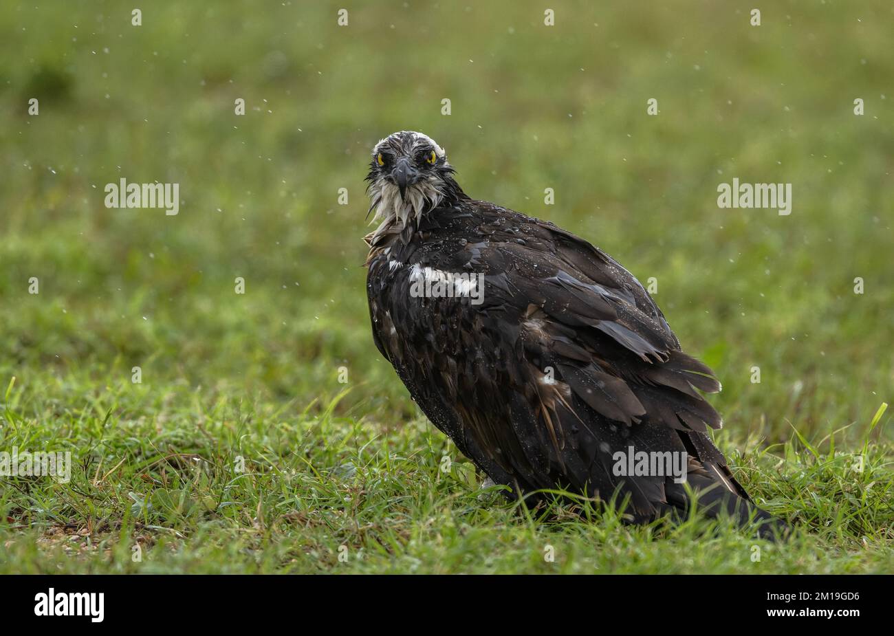 Osprey, Pandion haliaetus, arroccato sotto la pioggia in una fredda giornata invernale. Foto Stock