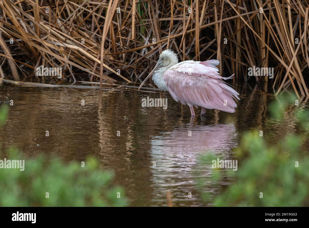 Roseate spatola, Platalea ajaja, si stabilì sul lago d'acqua dolce, in inverno. Texas. Foto Stock