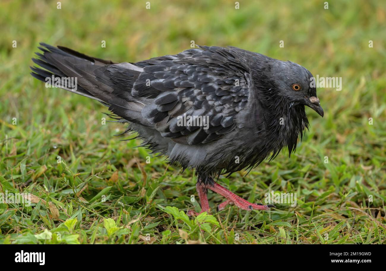 Il Pigeon di roccia, Columba livia, nella sua forma scura che si nuca sulle praterie in inverno. Texas. Foto Stock