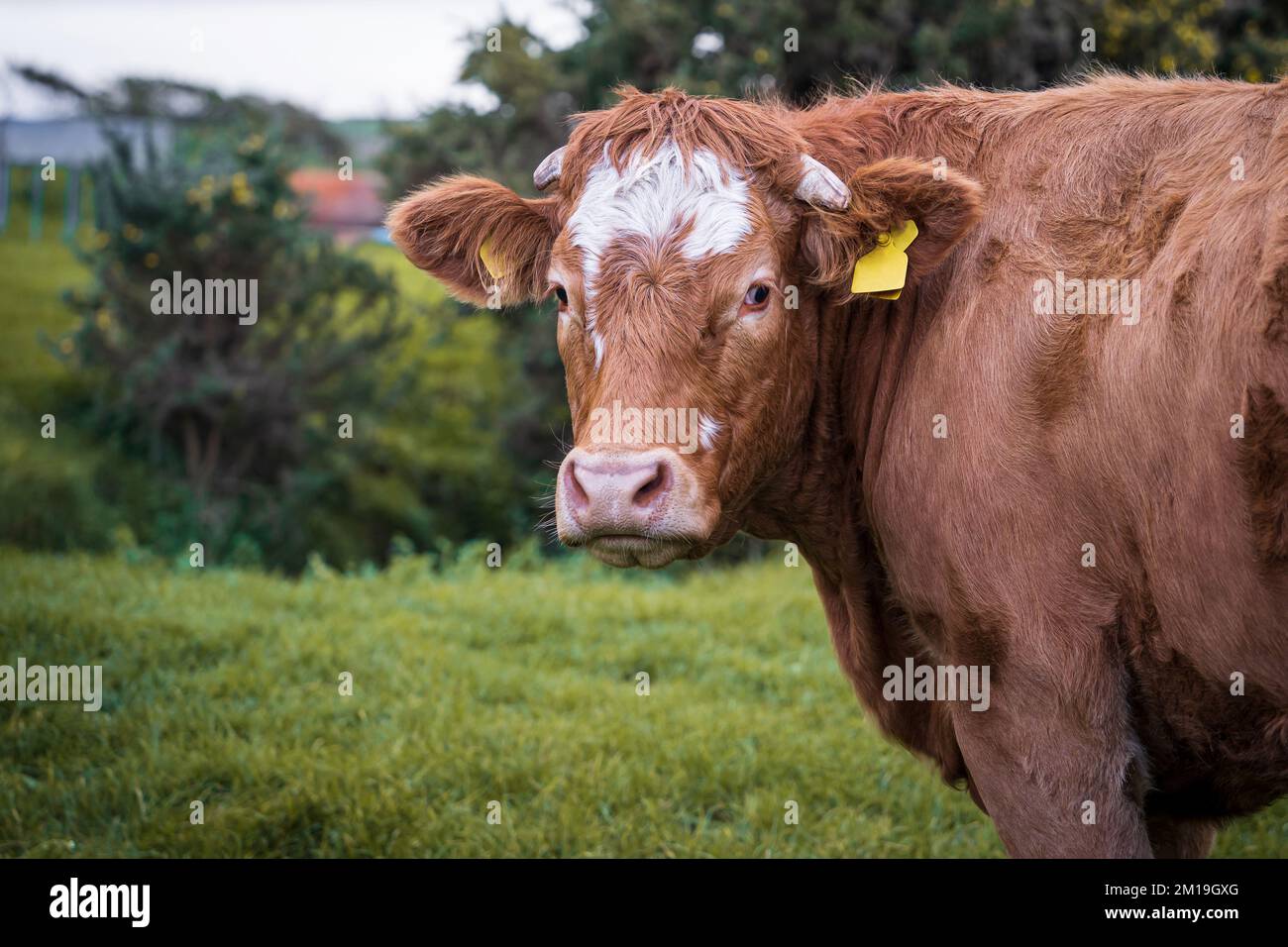 La vacca marrone Limousin, razza francese di bovini da carne. Foto Stock