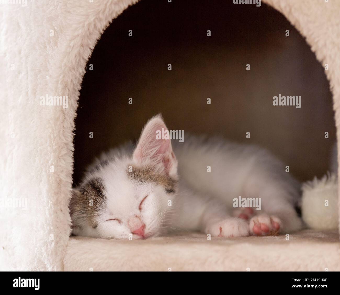 Comune cucciolo gatto europeo addormentato nella sua casa peluche Foto Stock